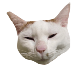 503656620