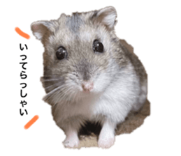 503667023