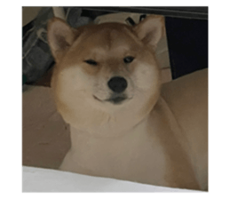 503744135