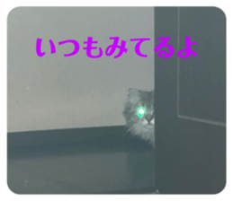 503959925