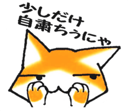 5040038