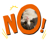 504020487