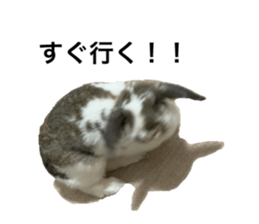 504159464