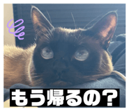 504453539