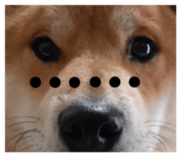 504875866