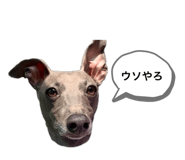 504896558