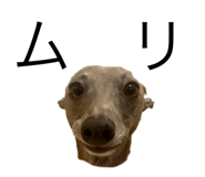 504896576