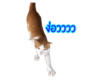 505044329
