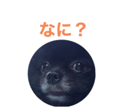 505270356