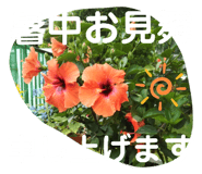 505342528