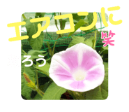 505342532
