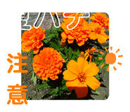 505342556