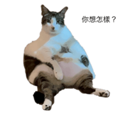 505350736