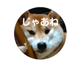 505355308