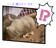 505518597