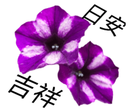 505683054