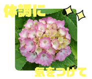 505806831