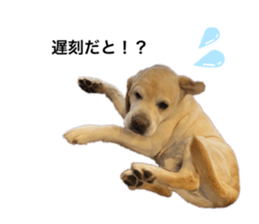 506434451