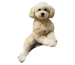 506687859