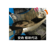 506715775