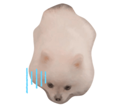 506756033