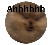 506819307