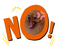 506819310