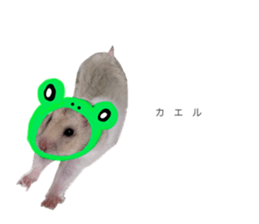 506935060