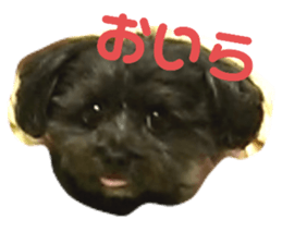 506943566