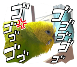 507019975