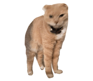 507501955