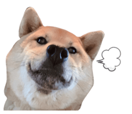 508089195