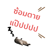 508090426
