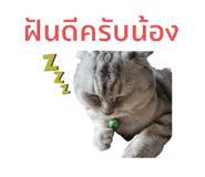 508090431