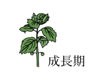 508253811