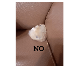 508319239