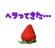 508375572