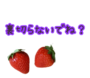 508375573