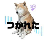508718832