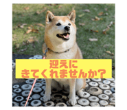 508873594