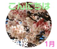509065020