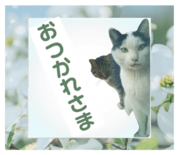 509115025