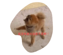 509323886
