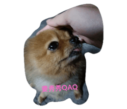509323887