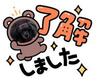509392641