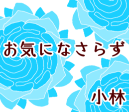 50948081