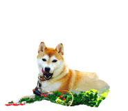 509546196