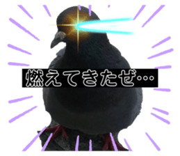 509558215