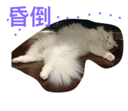 50991514