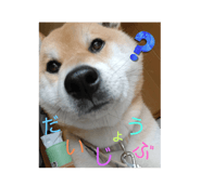510076527